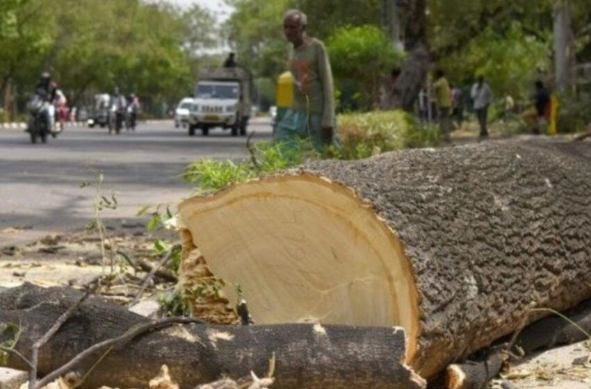  रिंग रोड के चौड़ीकरण में चढ़ेगी 2200 पेड़ों की बलि