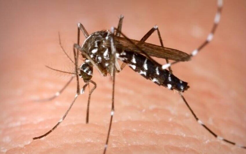  डेंगू सभी मच्छरों के काटने से नही फैलता है