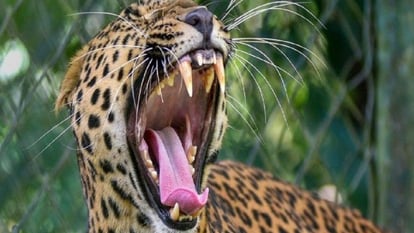  गुलदार ने एक और महिला को शिकार बनाया