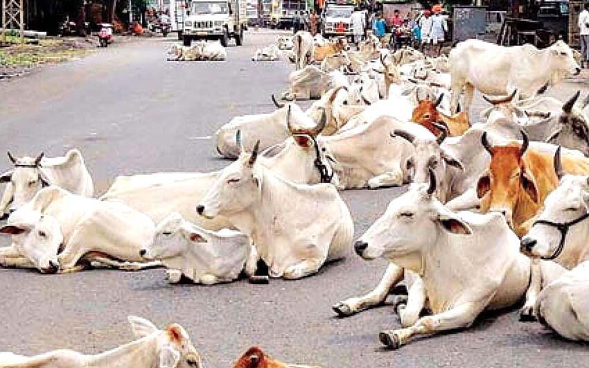  सड़कों पर घूम रहे लावारिस पशु बन रहे दुर्घटना का सबब
