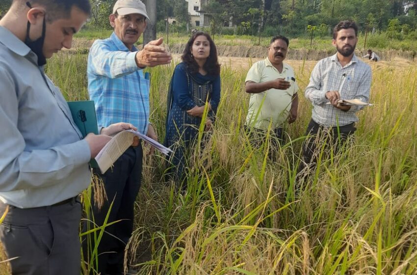  प्रधानमंत्री फसल बीमा योजना अंतर्गत आज तहसील देहरादून के राजस्व ग्राम भोपाल पानी ग्रांट में मुख्य विकास अधिकारी देहरादून द्वारा फसल कटाई प्रयोग का निरीक्षण किया