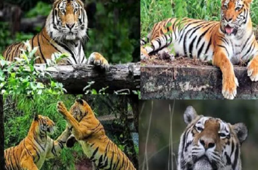  प्रोजेक्ट टाइगर के 50वीं सालगिरह पर मैसुर जाएंगे पीएम मोदी, तीन दिवसीय कार्यक्रम का करेंगे उद्घाटन