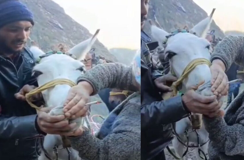  केदारनाथ में घोड़े-खच्चर को सिगरेट पिलाने का वीडियो वायरल, पशुपालन विभाग ने दर्ज की FIR
