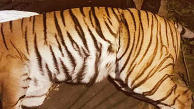  उत्तराखंड: 3 शावकों को जन्म देने वाली बाघिन ने 2 मरे बच्चों को खाया