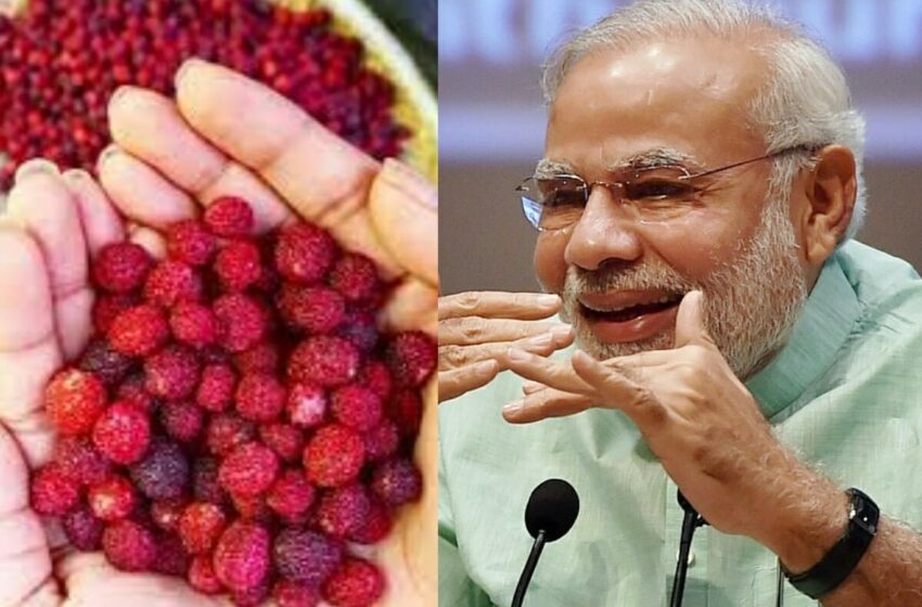  उत्तराखंड के काफल चखकर PM मोदी ने लिखा CM धामी को पत्र