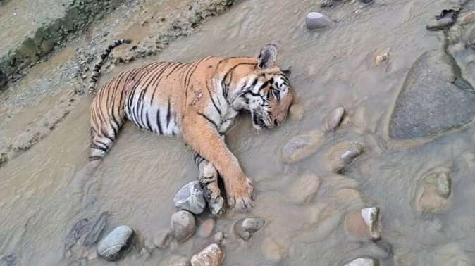  Global Tiger Day: रामनगर के कॉर्बेट पार्क में मिला बाघिन का शव, मचा हड़कंप