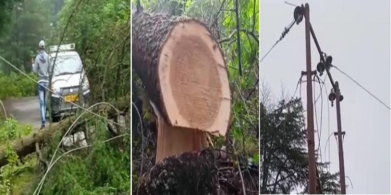  लोहाघाट : लकड़ी तस्करों ने काट डाला देवदार का पेड़, सड़क बंद होने के साथ ही बिजली भी गुल हुई