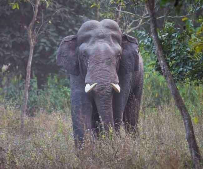  रामनगर में जंगल में घास लेनी गई महिला को हाथी ने कुचला, मौत