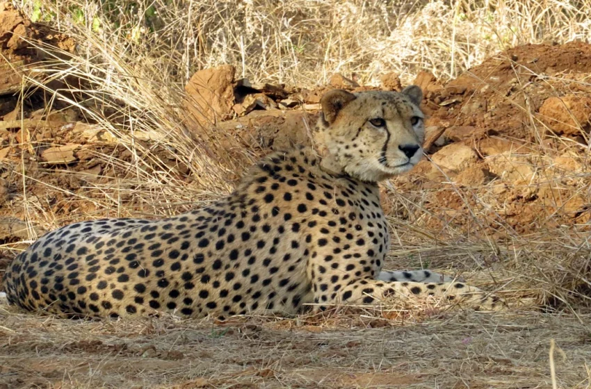  कूनो नेशनल पार्क में एक और चीते की मौत