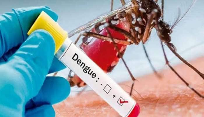  प्रदेश में 24 डेंगू के नए मामले