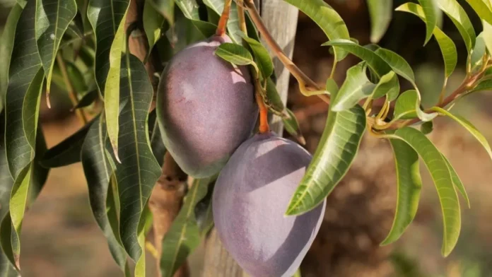  उत्तराखंड में भी जल्द मिलेगा थाईलैंड में उगने वाला काला आम