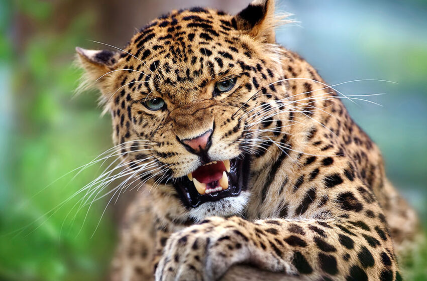  स्कूल में घुसा गुलदार, घबराए छात्रों ने मचाया हल्ला, शिक्षिका ने हिम्मत दिखाकर बच्चों को किया सुरक्षित