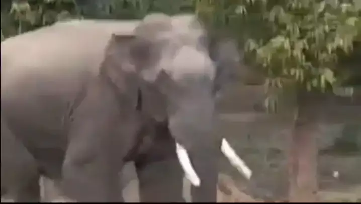  हरिद्वार कोर्ट परिसर में आ गया जंगली हाथी, मचाया उत्पात