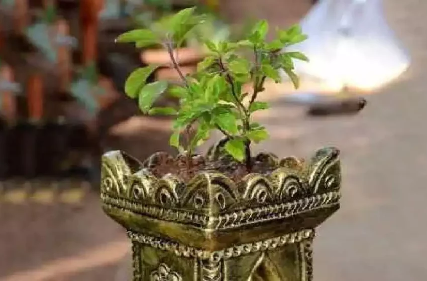  तुलसी पूजन दिवस आज, पूजा के दौरान इन बातों का रखें ध्यान, जानिए महत्व 