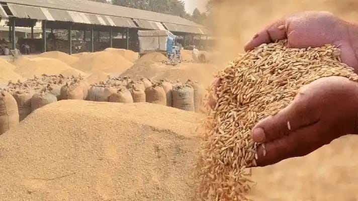  प्रदेश में अब तक 24.59 लाख मीट्रिक टन हुई धान की खरीद