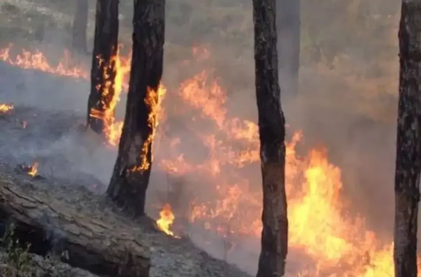  उत्तरकाशी में धधक-धधक कर जल रहे जंगल, वन विभाग आग पर काबू पाने में नाकाम