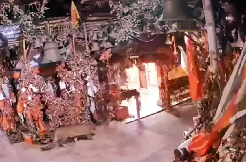  घोड़ाखाल ग्वेल देवता मंदिर में टहलता नजर आया गुलदार