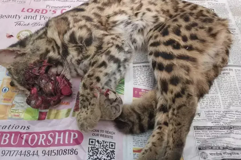  मसूरी में लेपर्ड कैट के बच्चे का शव मिलने से मचा हड़कंप