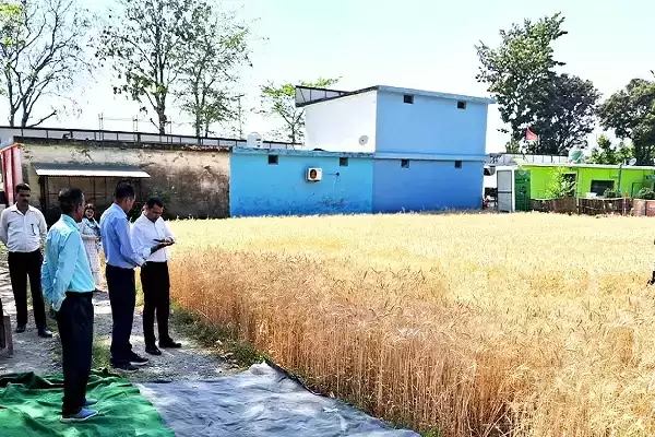  एडीएम प्रशासन ने फसल कटाई का किया निरीक्षण