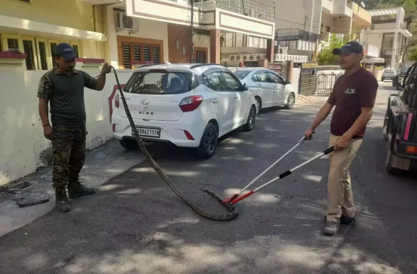  घर में घुसे किंग कोबरा को वन विभाग की टीम ने किया रेस्क्यू