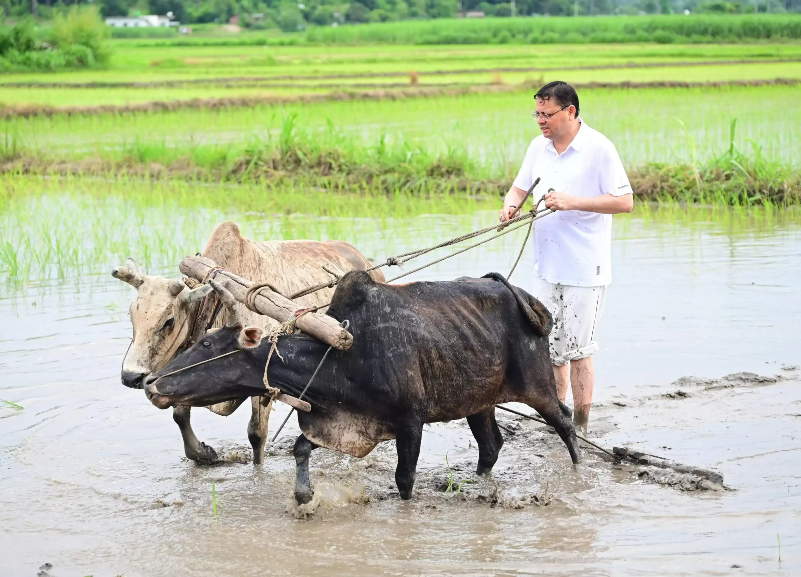  मुख्यमंत्री धामी ने की धान रोपाई, किसानों के श्रम को किया नमन