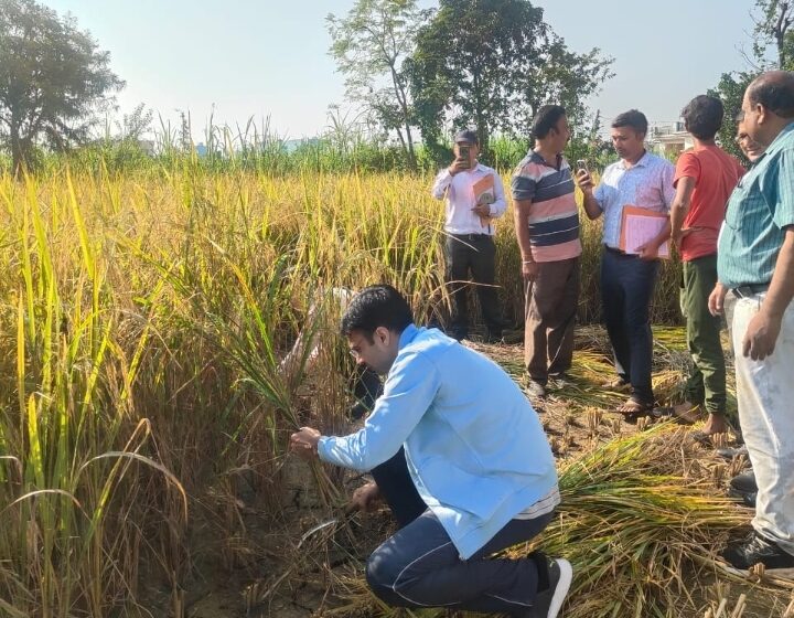 सुबह-सुबह किसान बन डीएम सविन पहुंचे धान के खेत, कृषकों संग की फसल कटाई