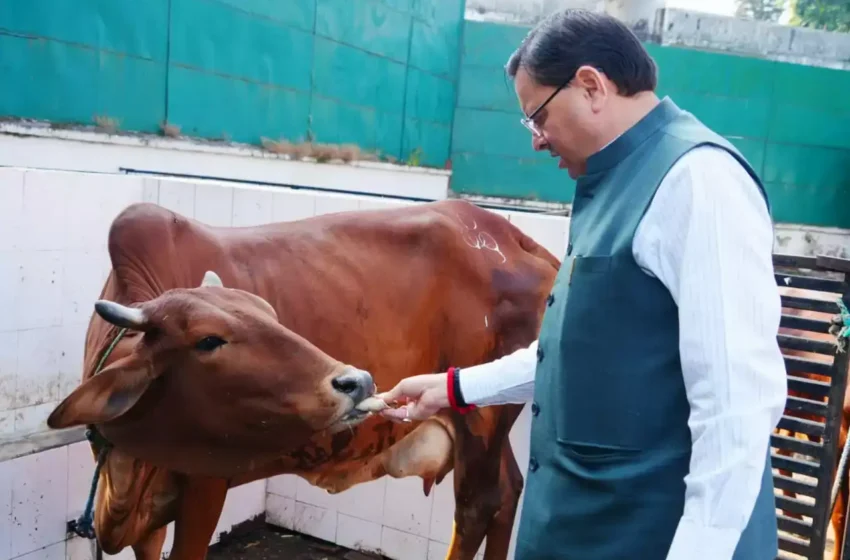 मुख्यमंत्री धामी ने की गोवर्धन पूजा, कहा- आजीविका और आत्मनिर्भरता से भी जुड़ा हुआ है गौ-संवर्धन