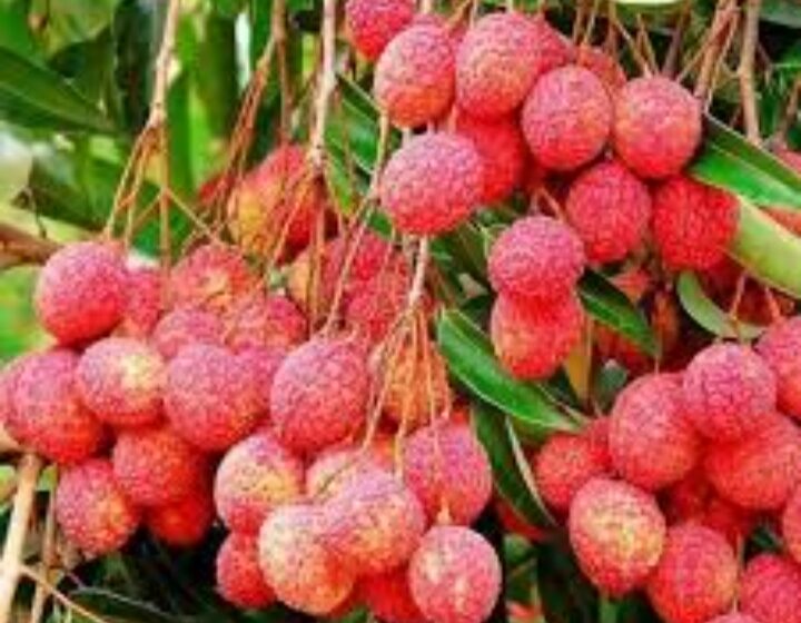  एपीडा ने यूरोप में बनाई पैठ : उत्तराखंड की ताजी लीची की इटली को पहली खेप निर्यात