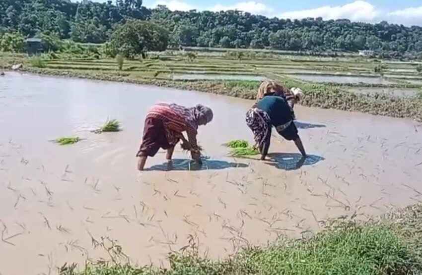 मुख्यमंत्री के संकल्प, जिला प्रशासन की पहल और किसानों की मेहनत से पारंपरिक बासमती के पुनर्जीवन की जगी उम्मीद