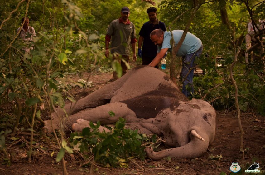  उत्तराखंड वन विभाग और वाइल्डलाइफ एसओएस ने घायल युवा जंगली हाथी को उसके झुंड से मिलाया